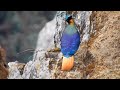 Tiếng kêu của chim trĩ đực Himalaya