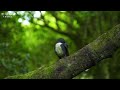 8K Beautiful Birds - Collection of Rare Birds in the World in 8K ULTRA HD Movies