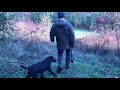 Labrador Retriever Training - Raising an Awesome Family Dog That Goes Hunting Sometimes