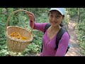 V378 เห็ดเหลืองมีแต่ดอกอวบๆงามๆ เก็บเอาๆก่อนกลับไทย Chanterelles Picked in Wisconsin USA