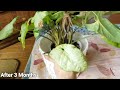 SYNGONIUM PLANT Repot and Propagate