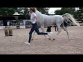 Шоу арабских лошадей. Иппосфера 2024. Arabian horse show. Hipposphere 2024.