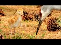 The Mystery of the Missing Sandhill Crane Baby - YouTube ver..wmv