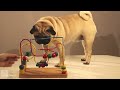 Toy Critic Pug