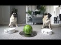 Pugs Try Different Foods!
