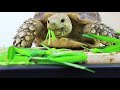 ASMR TORTOISE l EATING SOUNDS