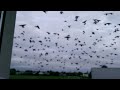 Massive flock of birds!