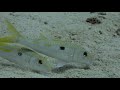 Carnivores of the Coral Garden  Nature Sea,  2018 HD Documentary.