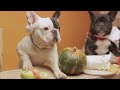 10 Fascinating Facts About French Bulldogs