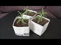 DIY: Newspaper Pots for Seed Starting/Cuttings