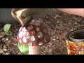 How to make Decorative Toadstools for your Garden