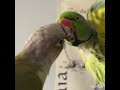 Parrot noises in slow motion✨Relaxing✨