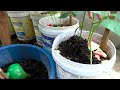 I planted a garden of beans in plastic bottles, the beans are big and long