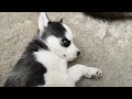 A little husky puppy falls asleep