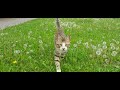 #PATİ #ANKARA🐾 #cats #cat #keşfet #keşfetteyiz
