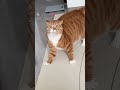 Orange cats typical behavior