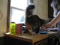 Eevee's reaction to wet cat food- Very Cute, Funny and Annoying