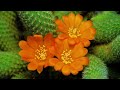 Holy Spirit: Piano Instrumental Music With Scriptures & Flower Scene 💮 Peaceful Praise