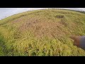 Rice Farming : Pioneer Hybrid Rice (PHB77) | 92 DAT Update 04.05.22 