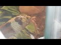 Anerythristic Sand boa eating pinky