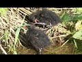 Teichhuhnfamilie - die Kleinen wachsen!  Moorhen Chicks are Growing