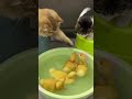 😂duckling invites the kitten to swim together!so funny and cute （Click to watch the full version）