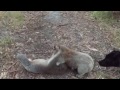 Koala wrestling
