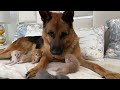 Tiny Kittens Attack German Shepherd [Cutest Attack Ever]