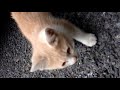 子猫３兄弟の癒し動画...（Kitten three brothers...）