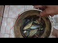 Mancing ikan sepat siam hari ini strek 28 ekor ikan sepat siam