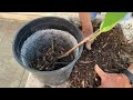 Cherry Blossom Bonsai: Propagation by Root Cutting & Turning a Sapling Into a Flowering Bonsai