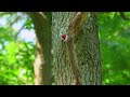 2024 Red headed Woodpecker - Feeding time! (short)