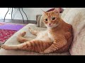 I dare you not to laugh at these FUNNY CATS 😂Funny Cat Videos of 2024