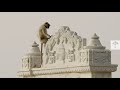 Why this Monkey is Holy: The Hanuman Langur | Wild to Know