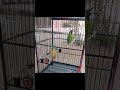 The master green cucak bird has a super good voice