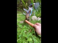 Hand feeding 2 wild rabbits