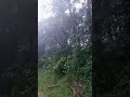 ഒരു വയനാടൻ മഴകാഴ്ച