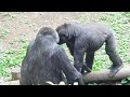 Baby gorilla Sumomo was electrocuted and cried out ⚡🦍😢 | Gorilla Haoko Family