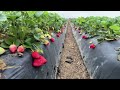 Amazing strawberries  🍓