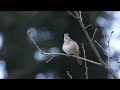 Calming Nightingale Birdsong: 1 Hour Of Relaxation In 4k Quality