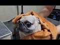 SPC [Soothing Pug Content] -- County Fair & Bath