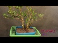 Como fazer, treino de arbusto para futuro bonsai