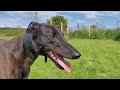 6 Greyhounds looking for a home
