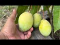 The Secret How To Grafting Mango Tree with Apples Using Coca-Cola Get Fruits Fast 100%