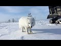 Arctic Fox - 3: Return of the Furry