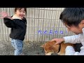 〔1歳8ヶ月〕爆笑。ワンワンへの愛が止まらない！🐶🩵実家の柴犬とお散歩