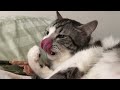 Cat Grooming ASMR with Bubbles 02 (1HR LOOP)