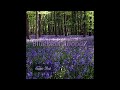 BluebeLL WoodZ  | Oldie but Goodie | 2018