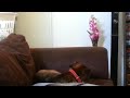 Dog falls asleep on arm of chair