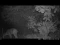 Plums From Above! Raccoons Feeding Deer Below